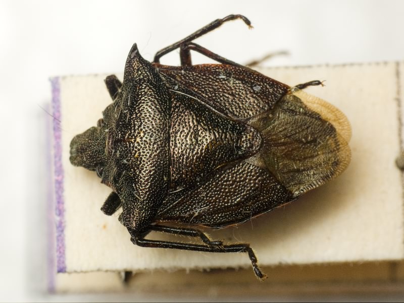 Carbula humerigera (Uhler, 1860)